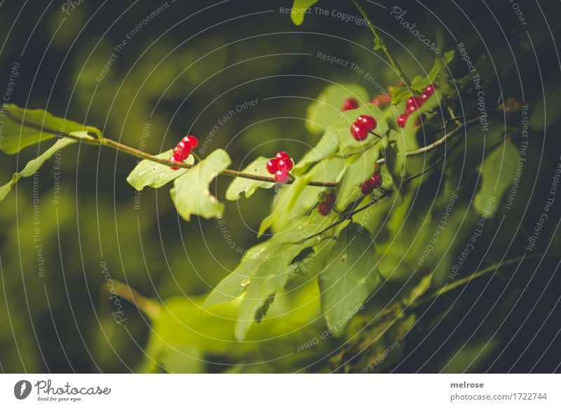 b """ääää""" rig elegant Stil Natur Schönes Wetter Pflanze Baum Blatt Wildpflanze rote Beeren Zweige u. Äste Wald giftige rote Beeren hängen leuchten Wachstum