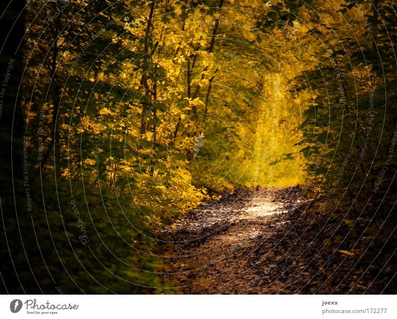 Weg ins Licht Farbfoto Außenaufnahme Textfreiraum links Tag Schatten Kontrast Sonnenstrahlen Natur Erde Sonnenlicht Baum Wald alt hell positiv braun gelb grün