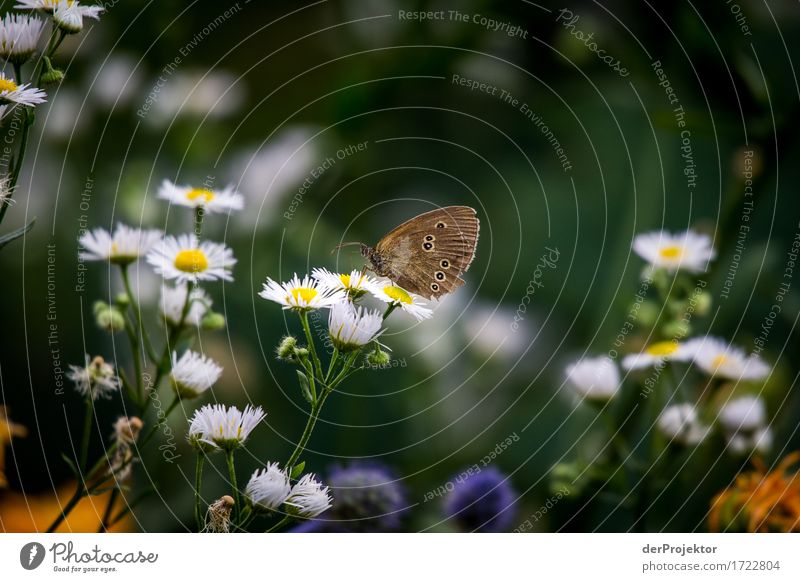 Brauner Waldvogel in bunter Wiese Ferien & Urlaub & Reisen Tourismus Ausflug Sommerurlaub wandern Umwelt Natur Landschaft Pflanze Tier Schönes Wetter Blume