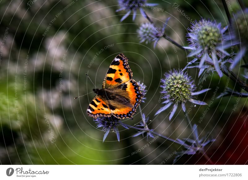 Kleiner Fuchs an Distel Ferien & Urlaub & Reisen Tourismus Ausflug Abenteuer Ferne Freiheit Sommerurlaub wandern Umwelt Natur Landschaft Pflanze Tier