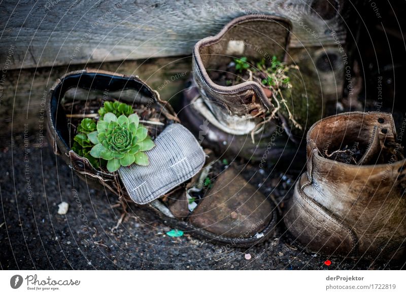 Schuhe nicht zu lange draussen stehen lassen Lifestyle Ferien & Urlaub & Reisen Tourismus Ausflug Abenteuer Sightseeing Städtereise wandern Umwelt Natur Sommer