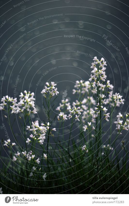 am ufer. Farbfoto Natur Pflanze Tier Blume Grünpflanze Seeufer Blühend dunkel Wiesen-Schaumkraut