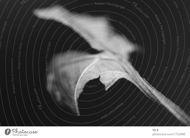 Blatt Natur Pflanze Sommer Herbst Bewegung verblüht ästhetisch authentisch einfach elegant natürlich grau schwarz Gelassenheit geduldig ruhig einzigartig