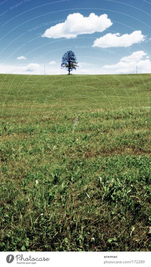 Einzelkind Farbfoto Gedeckte Farben Menschenleer Textfreiraum unten Textfreiraum Mitte Tag Froschperspektive Umwelt Natur Landschaft Pflanze Himmel Wolken