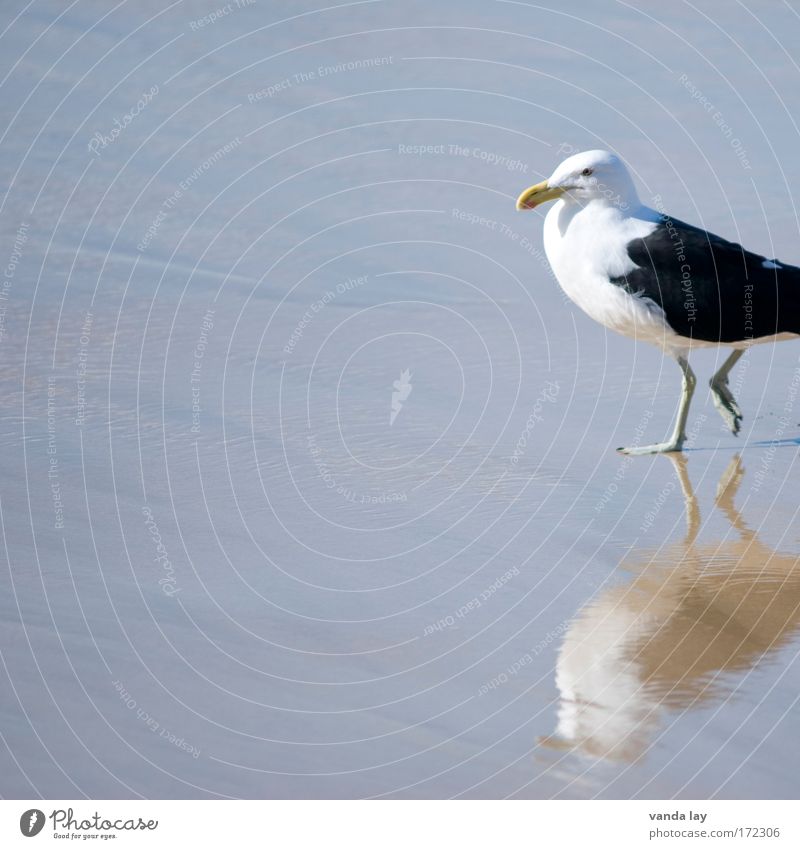 Jeder braucht eine Möwe in seinem Portfolio Farbfoto Außenaufnahme Menschenleer Textfreiraum links Textfreiraum oben Textfreiraum unten Textfreiraum Mitte