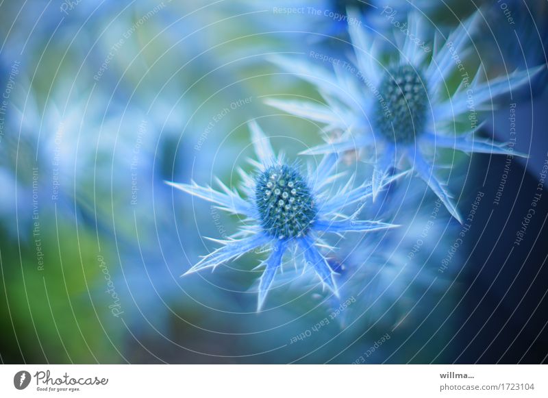 Blaudistel Mannstreu Edeldistel Distel Distelblüte Distelrosette Doldenblütler Eryngium blau Natur stachelig Spitze Pflanze