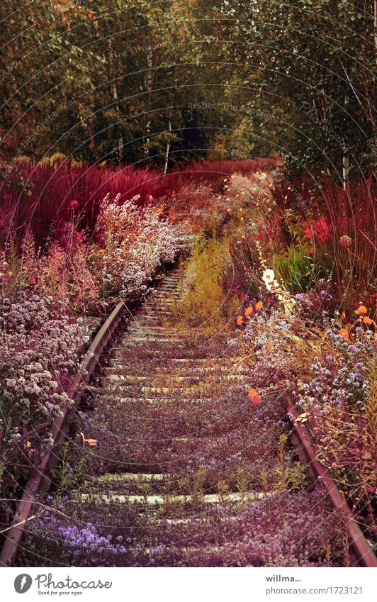 Blühende Gleise Bahnschienen Blumen stillgelegt Sommerblumen Wiesenblume wild natürlich Naturwuchs bewachsen üppig (Wuchs) wuchern blühend überwuchert Pflanzen