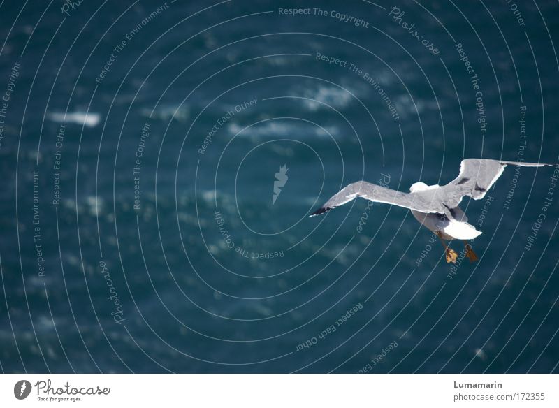 Sieben Meere (II) Ferien & Urlaub & Reisen Ferne Freiheit Umwelt Natur Urelemente Wasser Wellen Tier Wildtier Vogel 1 fliegen frei Unendlichkeit blau weiß