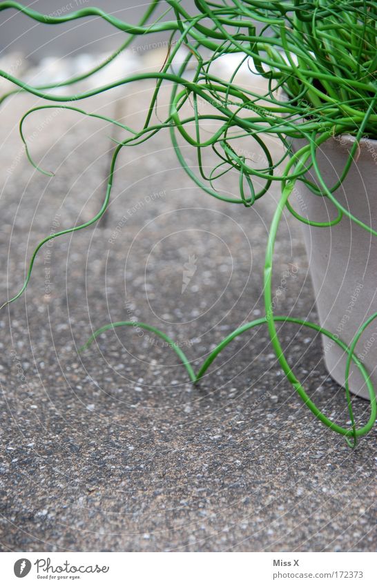 L I E B E S L O C K E N Farbfoto Nahaufnahme Detailaufnahme Menschenleer Schwache Tiefenschärfe Kräuter & Gewürze Natur Pflanze Gras Nutzpflanze Topfpflanze