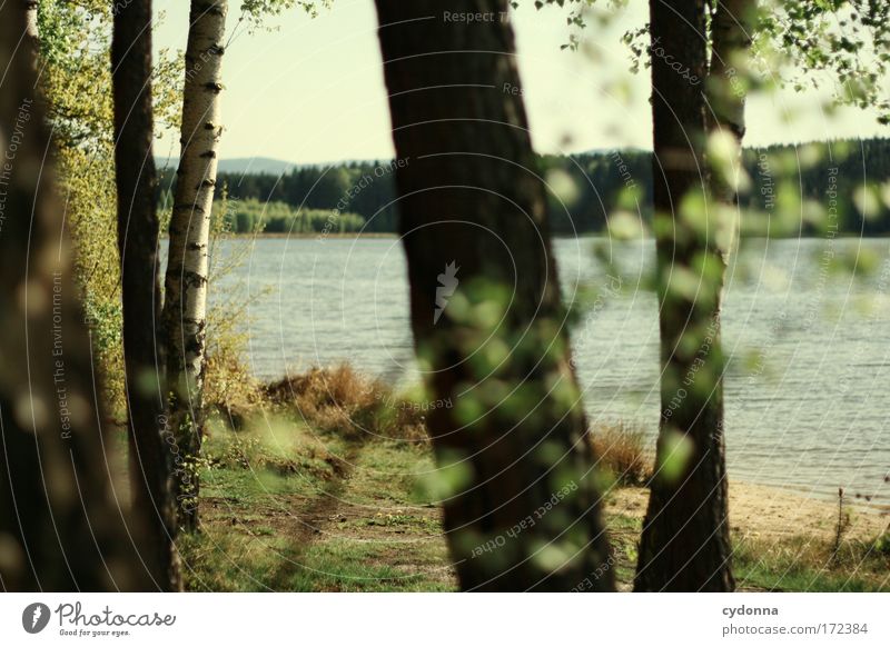 Am See Farbfoto Außenaufnahme Detailaufnahme Menschenleer Textfreiraum rechts Textfreiraum unten Tag Schatten Kontrast Sonnenlicht Schwache Tiefenschärfe