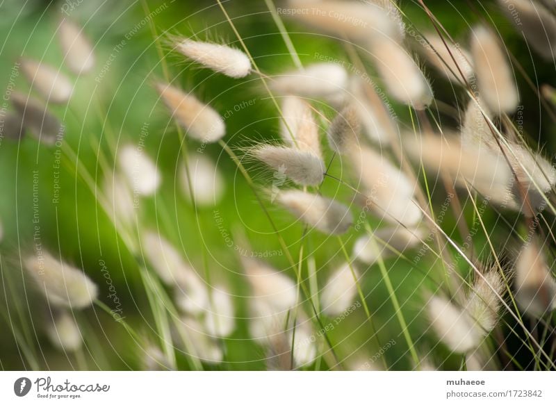 Gras Pflanze Garten Moliets-et-Maa Frankreich Europa Blühend dünn braun grau Natur Umwelt Umweltschutz Samtgras natürlich weich puschelig samtig zart Stengel