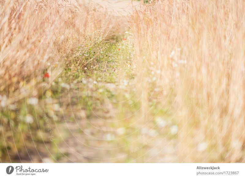 Kornfeld 8 Landschaft Sommer Nutzpflanze Feld gelb gold Getreidefeld Ernte Fußweg goldgelb Farbfoto Außenaufnahme Nahaufnahme Detailaufnahme Menschenleer Tag