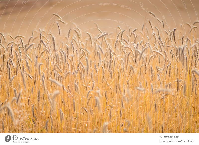 Kornfeld 5 Landschaft Sommer Nutzpflanze Feld gelb gold Landwirtschaft Getreide Getreidefeld Ähren Ernte goldgelb Farbfoto Außenaufnahme Nahaufnahme