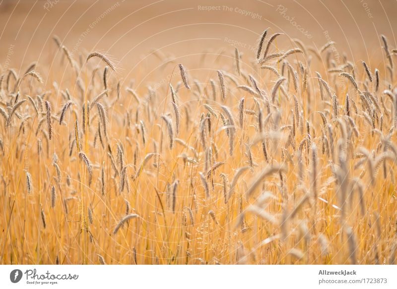 Kornfeld 6 Landschaft Sommer Nutzpflanze Feld gelb gold Getreidefeld Ernte Landwirtschaft goldgelb Ähren Farbfoto Außenaufnahme Nahaufnahme Detailaufnahme