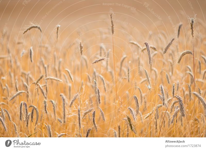 Kornfeld 7 Landschaft Sommer Nutzpflanze Feld gelb gold Landwirtschaft Getreide Getreidefeld Ähren Ernte goldgelb Farbfoto Außenaufnahme Nahaufnahme