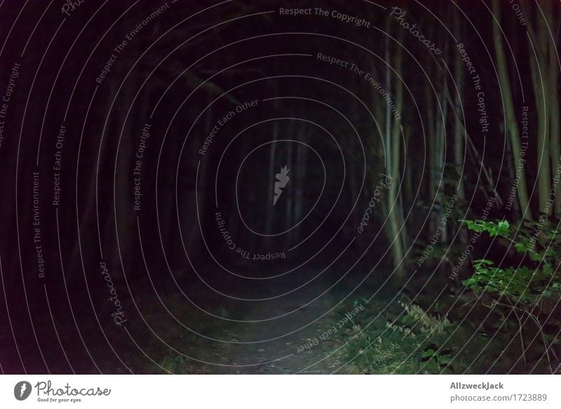Nachtwanderung im Gruselwald Baum Sträucher Wald bedrohlich dunkel gruselig trashig grün schwarz Angst Wege & Pfade Taschenlampe Lichtkegel Farbfoto