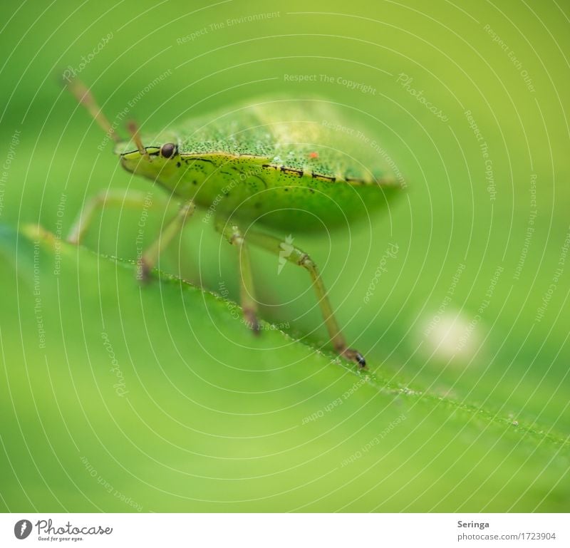 Von der schönsten Seite Pflanze Tier Frühling Sommer Blatt Garten Park Wiese Wald Wildtier Käfer Tiergesicht Flügel 1 fliegen Nymphe Insekt Lebewesen Wanze