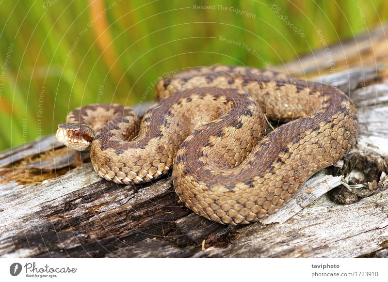 Kreuzotter, der auf Stumpf aalt schön Frau Erwachsene Umwelt Natur Tier Wildtier Schlange wild braun Angst gefährlich Reptil Schuppen Gift giftig Herpetologie