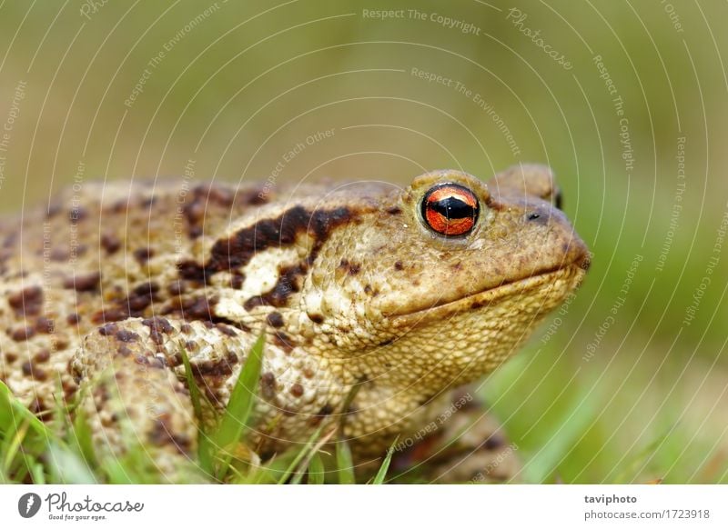 Makroaufnahme der Erdkröte Leben Erwachsene Umwelt Natur Tier lustig natürlich niedlich wild braun grün Kopf allgemein Unke Frosch Amphibie Bufo hässlich