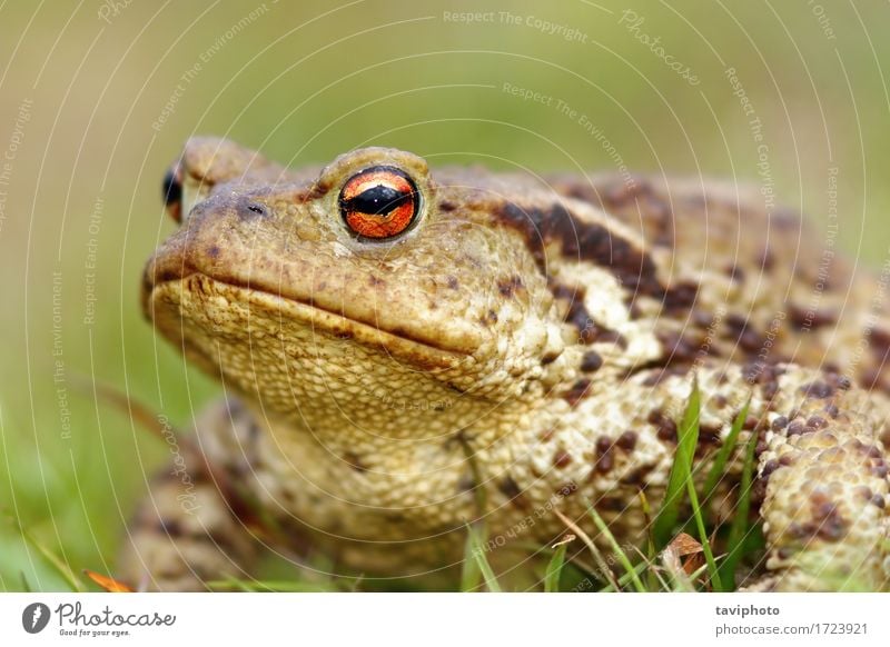 Porträt der braunen Erdkröte Haut Leben Umwelt Natur Tier Gras natürlich niedlich schleimig wild grün Unke Frosch Amphibie Bufo Lebewesen horizontal allgemein