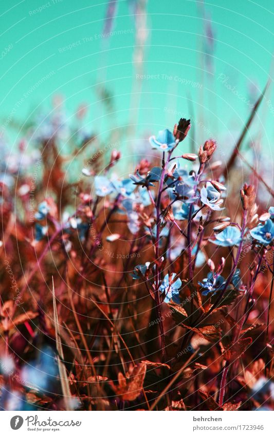 gegen die kälte anblühen! Natur Pflanze Himmel Sommer Schönes Wetter Blume Gras Blatt Blüte Veronica Garten Park Wiese Feld Blühend Duft schön klein sommerlich