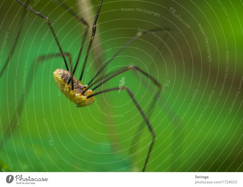 Sprungfedern Pflanze Tier Frühling Sommer Gras Sträucher Blatt Wildpflanze Garten Park Wiese Wald Wildtier Spinne Tiergesicht 1 hängen krabbeln Weberknecht