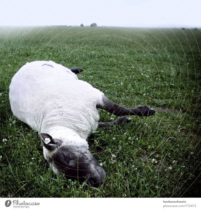 Der Tod und das Schäfchen Natur Landschaft Himmel Wolken Horizont schlechtes Wetter Nebel Gras Wiese Feld Tier Haustier Nutztier Totes Tier 1 Herde liegen