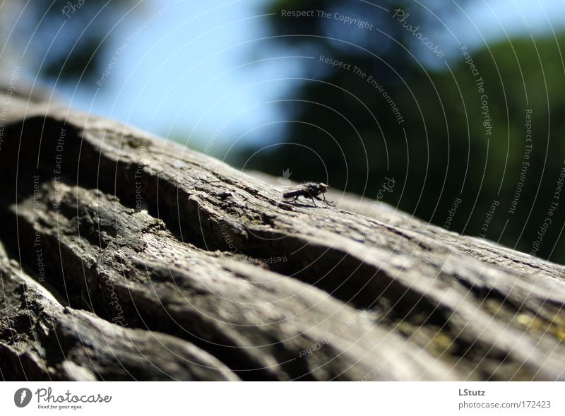 fliege(nde schärfentiefe) Natur Sommer Baum Fliege 1 Tier krabbeln sitzen blau grau grün schwarz ästhetisch ruhig Baumrinde Baumstamm Farbfoto Außenaufnahme