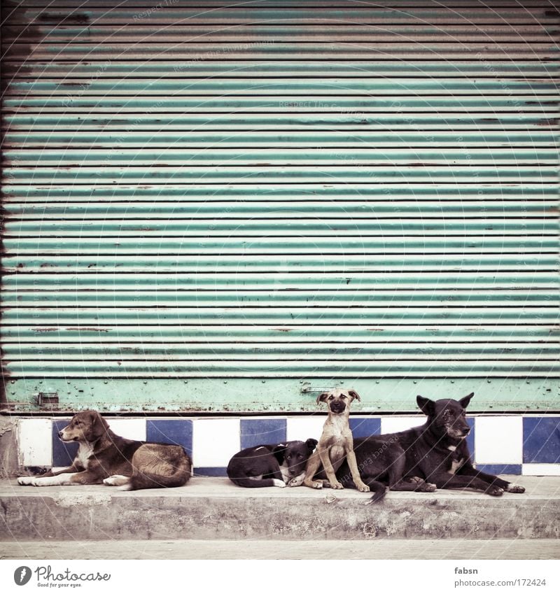 GANGS OF DARJEELING Farbfoto Außenaufnahme Menschenleer Textfreiraum oben Totale Tier Hund 4 Rudel Tierfamilie liegen Blick sitzen Zusammensein Neugier Rolltor