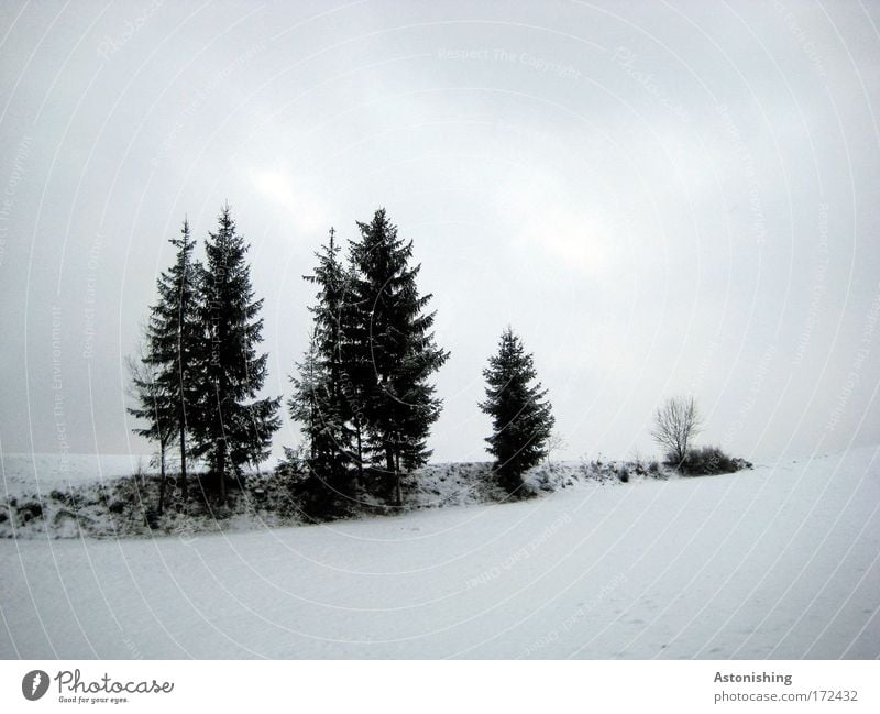 Gänsemarsch Farbfoto Außenaufnahme Menschenleer Textfreiraum oben Textfreiraum unten Tag Licht Schatten Kontrast Umwelt Natur Landschaft Luft Wasser Himmel