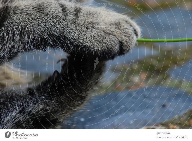 Zum Greifen nah Farbfoto Außenaufnahme Nahaufnahme Menschenleer Tag Zentralperspektive Totale Tier Haustier Katze Fell Krallen Pfote 1 berühren Bewegung liegen