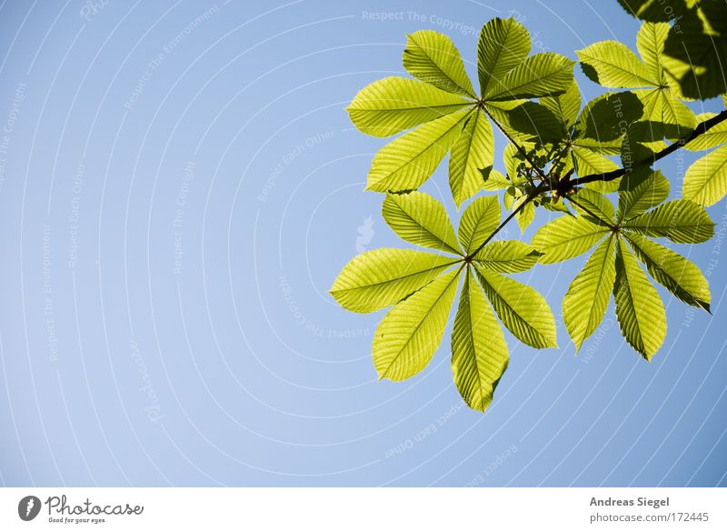 Kastanie Farbfoto Außenaufnahme Menschenleer Textfreiraum links Sonnenlicht Umwelt Natur Pflanze Luft Himmel Wolkenloser Himmel Frühling Klima Schönes Wetter