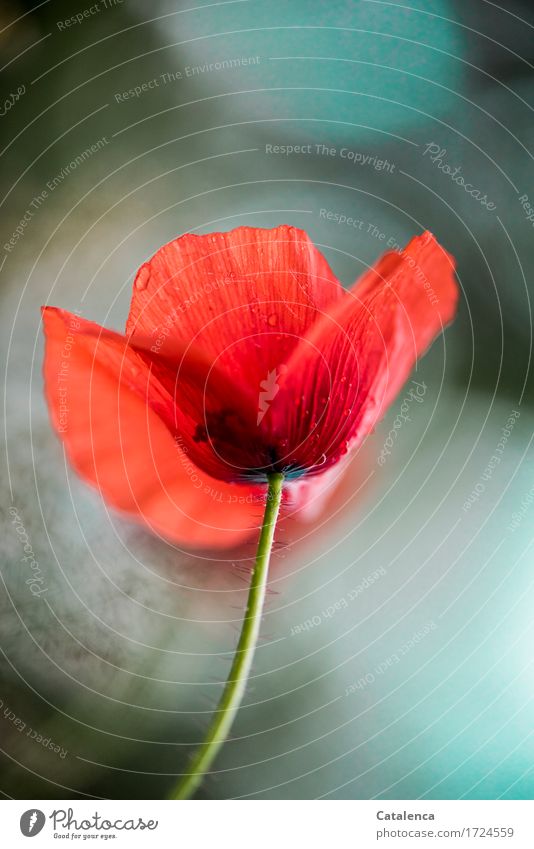 Klatschmohn Natur Pflanze Wassertropfen Himmel Blume Blüte Garten Wiese Blühend verblüht ästhetisch nass grün rot schwarz türkis friedlich Leichtigkeit