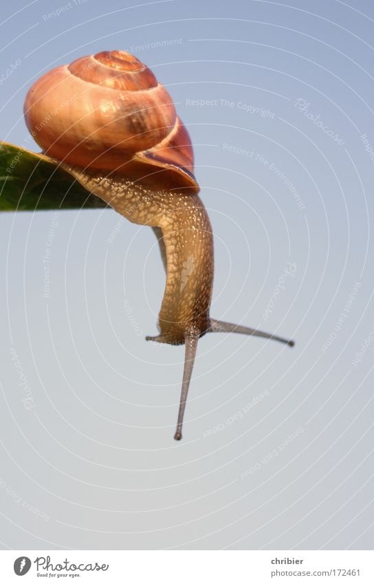 Tu's NICHT !!! Farbfoto Nahaufnahme Makroaufnahme Textfreiraum unten Ganzkörperaufnahme Natur Tier Luft Wolkenloser Himmel Schnecke fallen hängen Traurigkeit