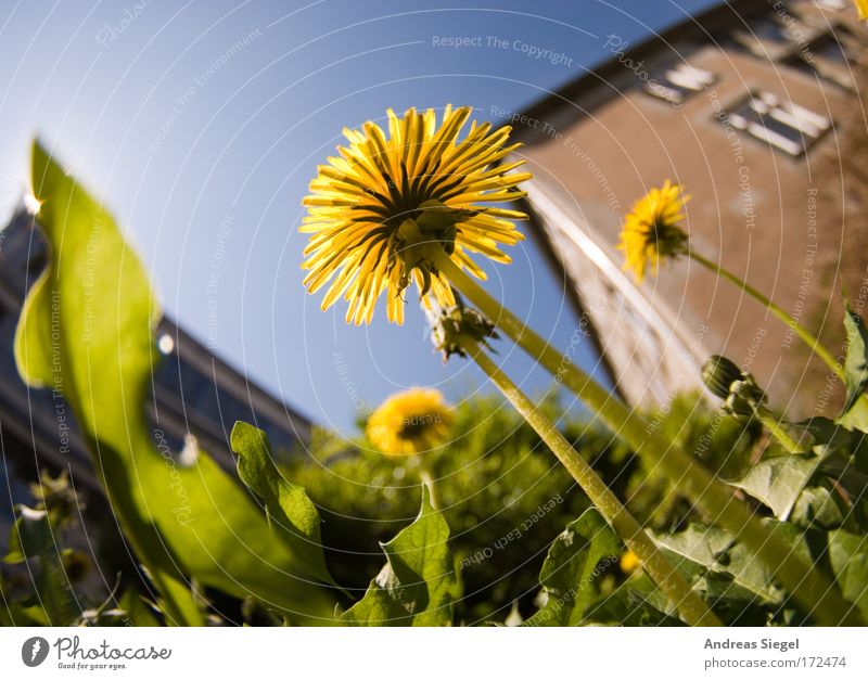 Löwenzahn Farbfoto Außenaufnahme Menschenleer Tag Sonnenlicht Schwache Tiefenschärfe Froschperspektive Fischauge Umwelt Natur Pflanze Erde Himmel Frühling Klima