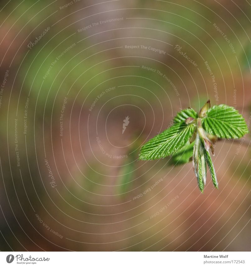 Wachstum Umwelt Natur Pflanze Frühling Blatt Grünpflanze braun grün Blattadern Blattgrün Jungpflanze Farbfoto Außenaufnahme Makroaufnahme Menschenleer