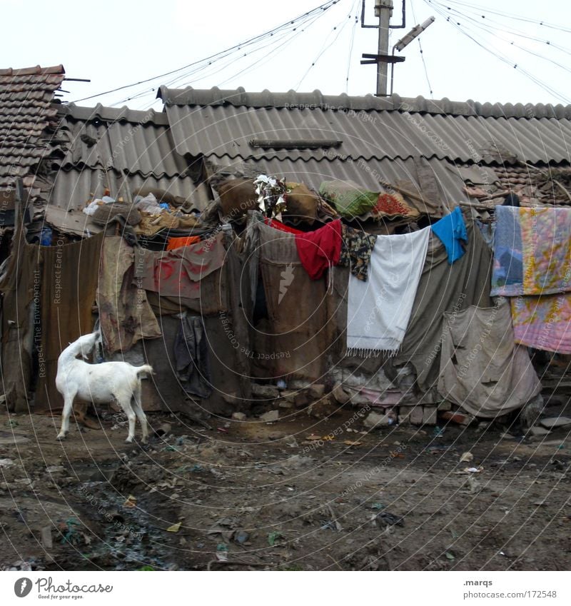 Slum Farbfoto Gedeckte Farben mehrfarbig Außenaufnahme sparen Ferne Wohnung Wirtschaft Umwelt Stadtrand Hütte Nutztier 1 Tier Häusliches Leben außergewöhnlich