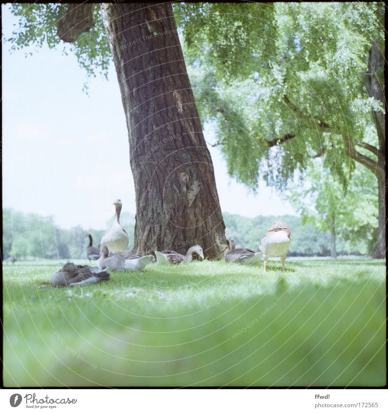 Gans natürlich Farbfoto Gedeckte Farben Außenaufnahme Tag Unschärfe Froschperspektive Umwelt Natur Pflanze Tier Baum Gras Garten Park Wiese Waldlichtung