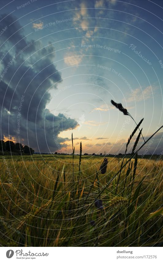 Vor dem Sturm III Farbfoto Außenaufnahme Menschenleer Textfreiraum oben Abend Dämmerung Licht Schatten Sonnenlicht Sonnenstrahlen Sonnenaufgang Sonnenuntergang