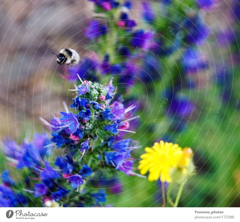 Hummelflug Farbfoto mehrfarbig Außenaufnahme Unschärfe Bewegungsunschärfe Umwelt Natur Landschaft Pflanze Frühling Sommer Blume Blüte Grünpflanze Wildpflanze