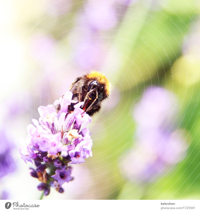 hummeldumm Natur Pflanze Tier Sommer Schönes Wetter Baum Blatt Blüte Lavendel Garten Park Wiese Wildtier Tiergesicht Flügel Hummel 1 Blühend Duft fliegen