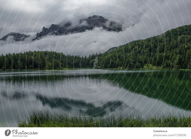 Morgens am Bergsee Sommer Berge u. Gebirge wandern Landschaft Pflanze Wasser Gewitterwolken schlechtes Wetter Baum Tanne Schilfrohr Wald See Schwimmen & Baden