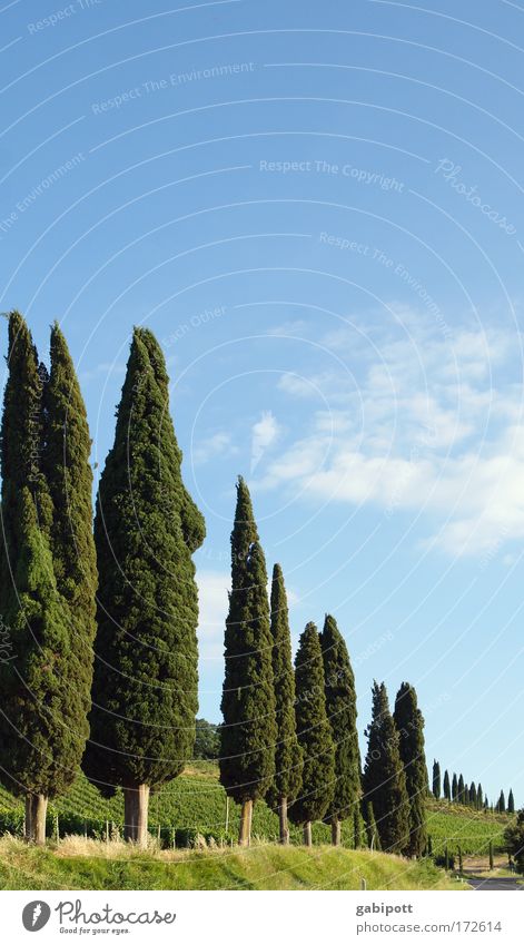 Cupressus Farbfoto Außenaufnahme Menschenleer Textfreiraum oben Tag Sonnenlicht Starke Tiefenschärfe Umwelt Natur Landschaft Pflanze Himmel Wolken Sommer Baum