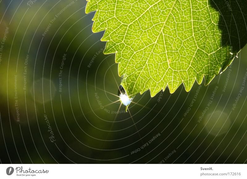 Sonnensternchen1 Farbfoto Außenaufnahme Nahaufnahme Menschenleer Morgen Sonnenlicht Natur Pflanze Wasser Wassertropfen Schönes Wetter Blatt grün Kirschblatt