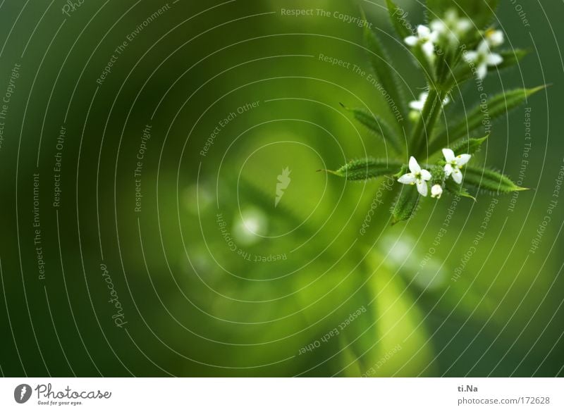 ich kleb an Dir wie eine Klette Farbfoto Außenaufnahme Textfreiraum links Schwache Tiefenschärfe Heilpraktiker Umwelt Natur Landschaft Tier Sommer Pflanze Blüte