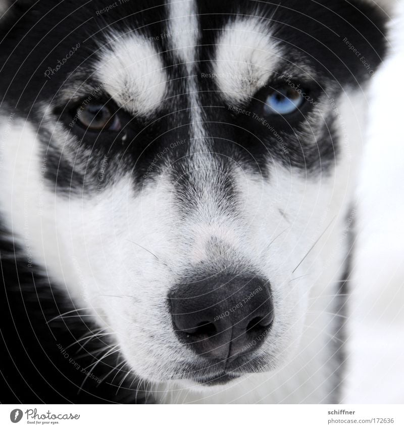 Schau mir in die Augen, Kleines Nahaufnahme Tierporträt Haustier Hund 1 Blick Husky Schnauze Barthaare Wachsamkeit fixieren Tierjunges