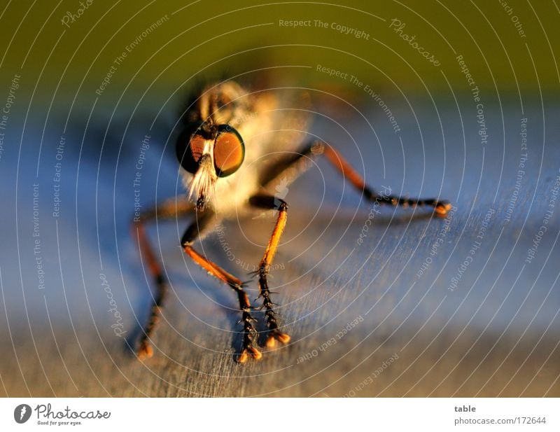 watching you... Farbfoto Makroaufnahme Abend Blick in die Kamera Tier Wildtier Fliege 1 Stahlrohr Metall beobachten Erholung festhalten fliegen krabbeln