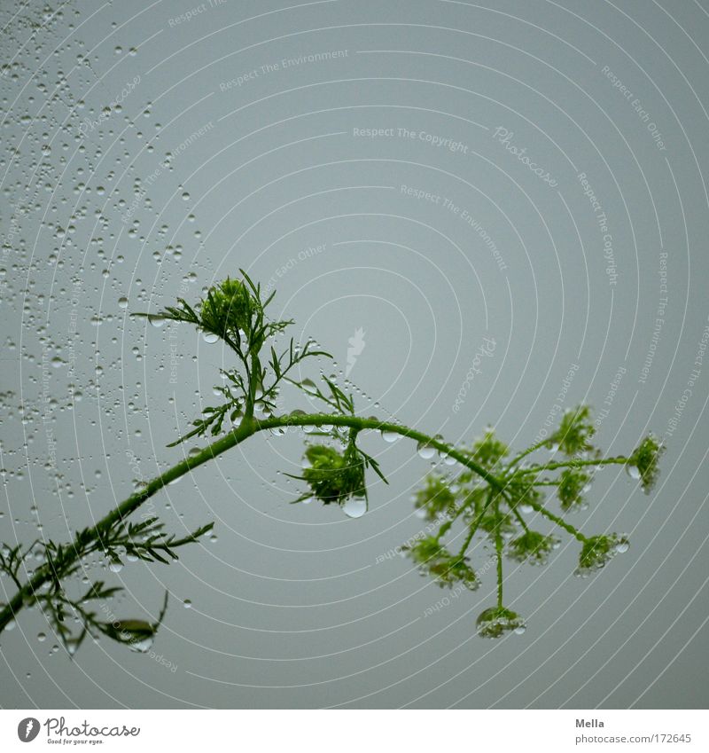 Starke Bande Farbfoto Gedeckte Farben Außenaufnahme Nahaufnahme Menschenleer Textfreiraum oben Morgen Morgendämmerung Natur Pflanze Wassertropfen Himmel