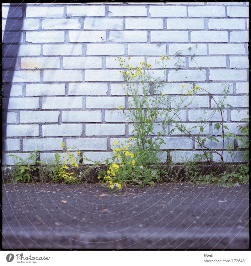 Off the wall Farbfoto Gedeckte Farben Außenaufnahme Tag Schwache Tiefenschärfe Froschperspektive Umwelt Natur Pflanze Gras Sträucher Wildpflanze Stadtrand Mauer