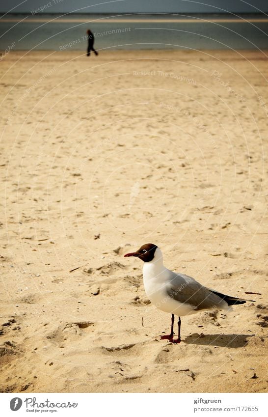 inspektor clouseau Farbfoto Außenaufnahme Textfreiraum Mitte Tag Mann Erwachsene Natur Landschaft Sand Sommer Küste Strand Nordsee Insel Langeoog beobachten